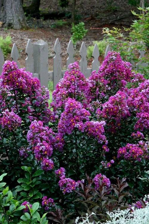 Purple Magic Crape Myrtle - 3 Gallon Pot - Image 4