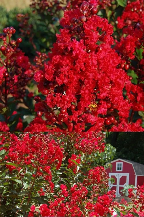 Red Rooster Crape Myrtle Tree (Single Trunk) - 3 Gallon Pot - Image 5