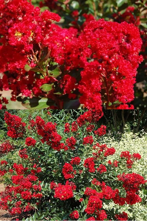 Red Rooster Crape Myrtle - 3 Gallon Pot - Image 5