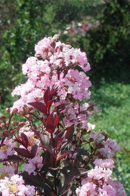 Rhapsody In Pink Crape Myrtle - 6 Pack Of 1 Gallon Pots - Image 3