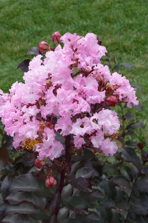 Rhapsody In Pink Crape Myrtle - 6 Pack Of 1 Gallon Pots - Image 4