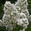 Sarah's Favorite Crape Myrtle - 5 Gallon Pot
