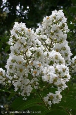 Sarah's Favorite Crape Myrtle - 5 Gallon Pot