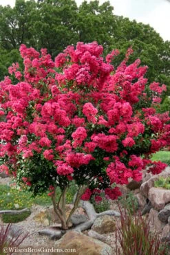 Tonto Red Crape Myrtle - 7 Gallon Pot (3-4')
