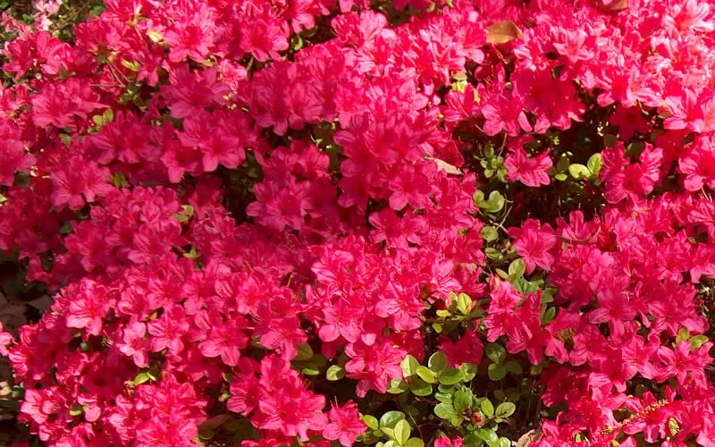 Autumn Cheer Encore Azalea - 1 Gallon Pot - Image 4