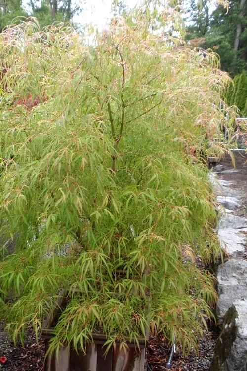 Aoyagi Gawa Strapleaf Japanese Maple - 1 Gallon Pot - Image 4