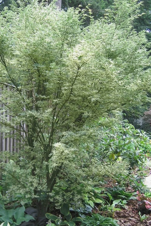 Orido Nishiki Pink Variegated Japanese Maple - 5 Gallon Pot - Image 6