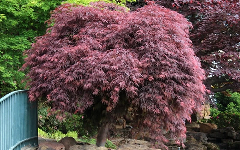 Crimson Queen Dwarf Japanese Maple (High Graft Tree Form) - 1 Gallon Pot - Image 7