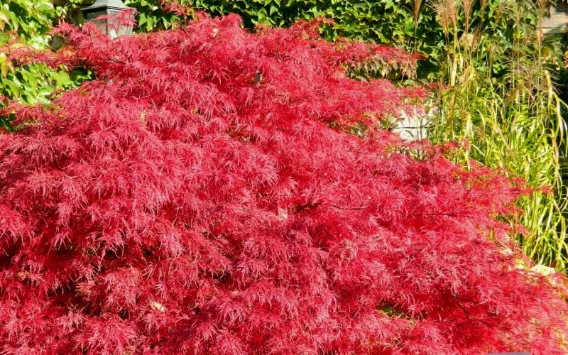 Crimson Queen Dwarf Japanese Maple (High Graft Tree Form) - 1 Gallon Pot - Image 5