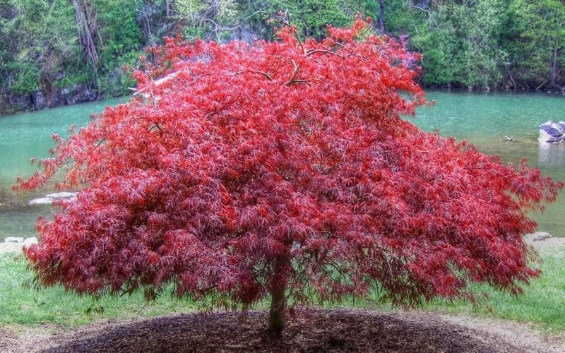 Firefall Lace Leaf Japanese Maple - 1 Gallon Pot - Image 4