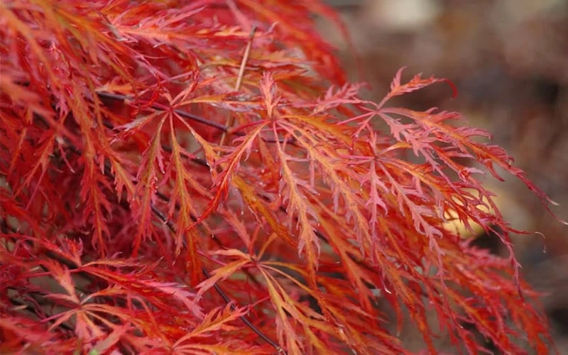 Firefall Lace Leaf Japanese Maple - 1 Gallon Pot - Image 5