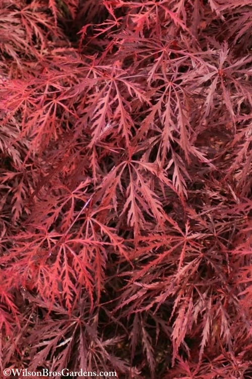 Firefall Lace Leaf Japanese Maple - 1 Gallon Pot - Image 6