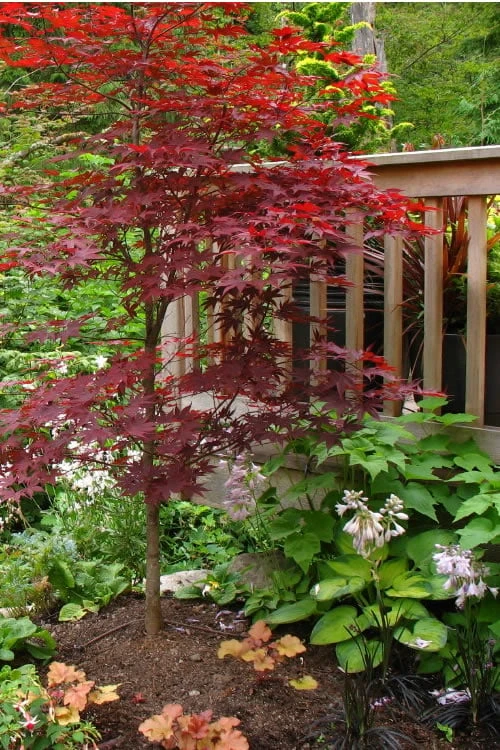 Fireglow Red Leaf Japanese Maple - 5 Gallon Pot (3-4') - Image 4