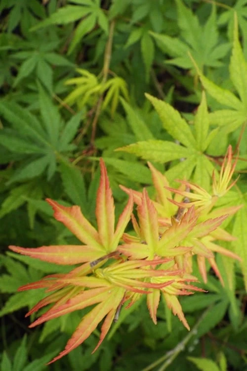 Glowing Embers Japanese Maple - 3 Gallon Pot - Image 5