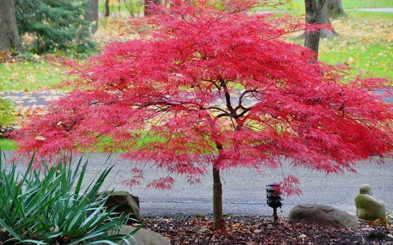 Inaba Shidare Red Japanese Maple - 5 Gallon Pot (3-4') - Image 5
