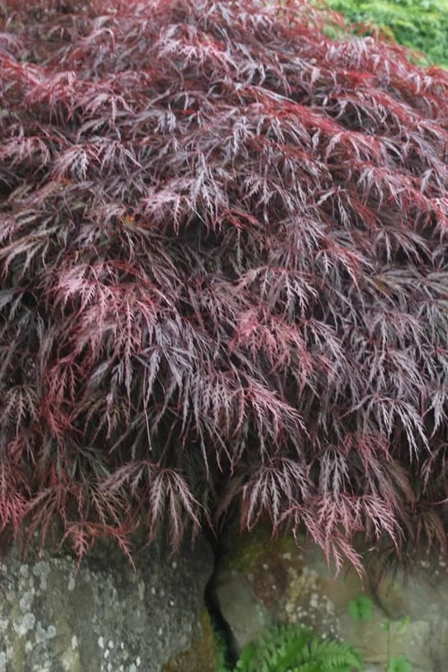 Inaba Shidare Red Japanese Maple - 5 Gallon Pot (3-4') - Image 4