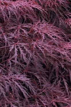 Inaba Shidare Red Japanese Maple - 2 Gallon Pot