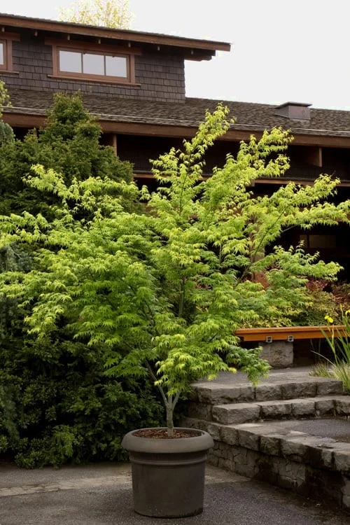 Mitsuba Yama Japanese Maple - 5 Gallon Pot - Image 5