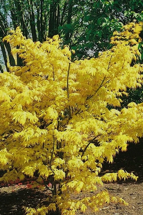 Orange Dream Japanese Maple - 1 Gallon Pot - Image 4