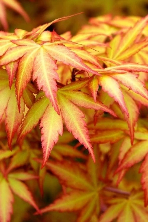 Orange Dream Japanese Maple - 1 Gallon Pot