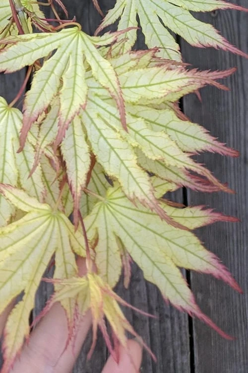 Peaches And Cream Japanese Maple - 5 Gallon Pot - Image 4