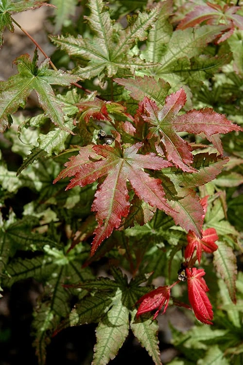 Peaches And Cream Japanese Maple - 3 Gallon Pot - Image 6