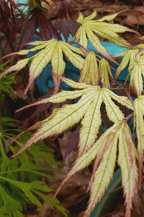 Peaches And Cream Japanese Maple - 3 Gallon Pot - Image 8