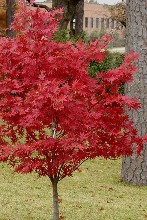 Pixie Dwarf Red Japanese Maple - 5 Gallon Pot - Image 6