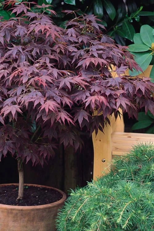 Pixie Dwarf Red Japanese Maple - 5 Gallon Pot - Image 5