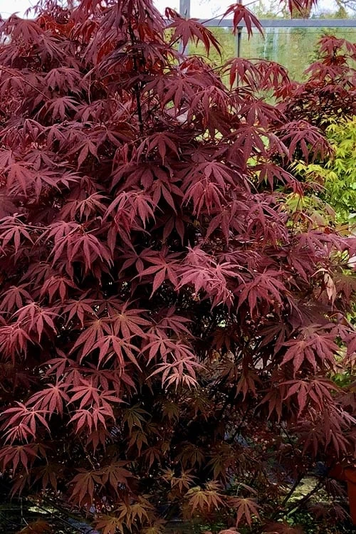 Pixie Dwarf Red Japanese Maple - 3 Gallon Pot - Image 4