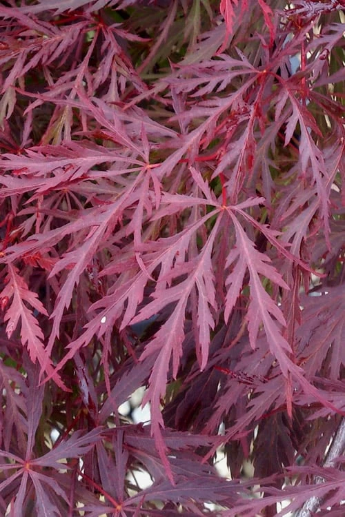 Red Dragon Dwarf Japanese Maple - 2 Gallon Pot - Image 6