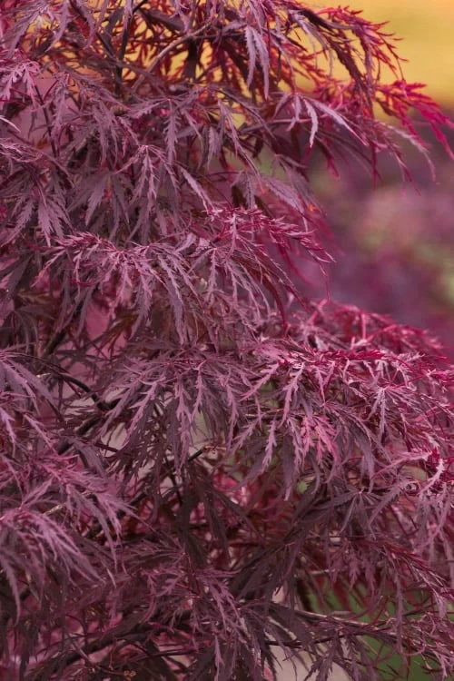Red Dragon Dwarf Japanese Maple - 2 Gallon Pot