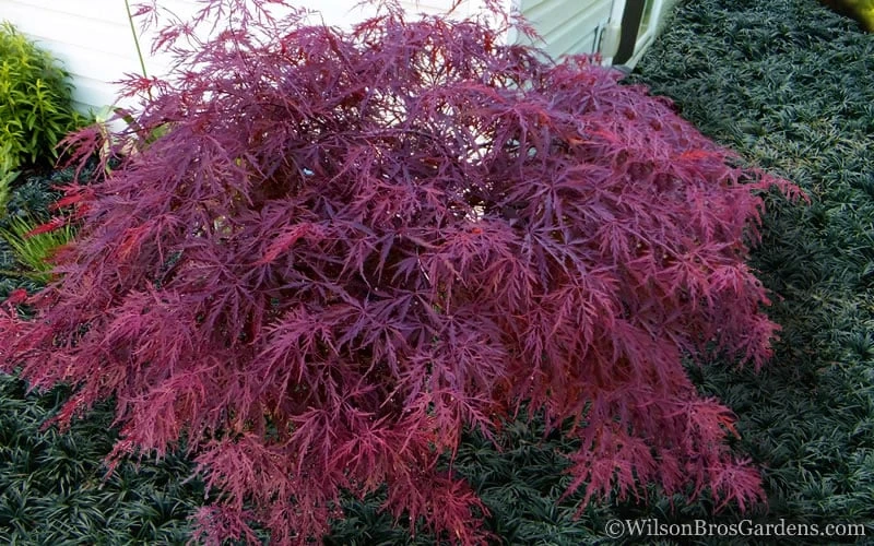 Red Dragon Dwarf Japanese Maple - 2 Gallon Pot - Image 4