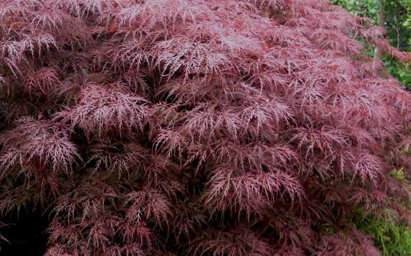 Red Dragon Dwarf Japanese Maple - 2 Gallon Pot - Image 7