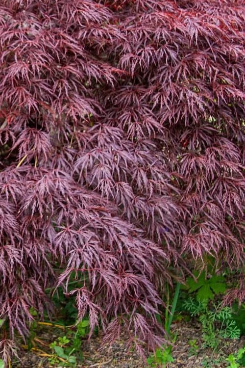 Red Select Laceleaf Japanese Maple - 1 Gallon Pot