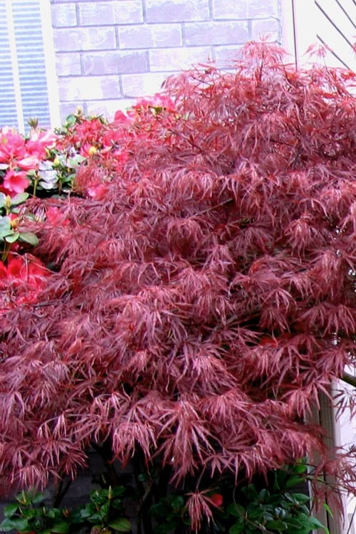Red Select Laceleaf Japanese Maple - 1 Gallon Pot - Image 5