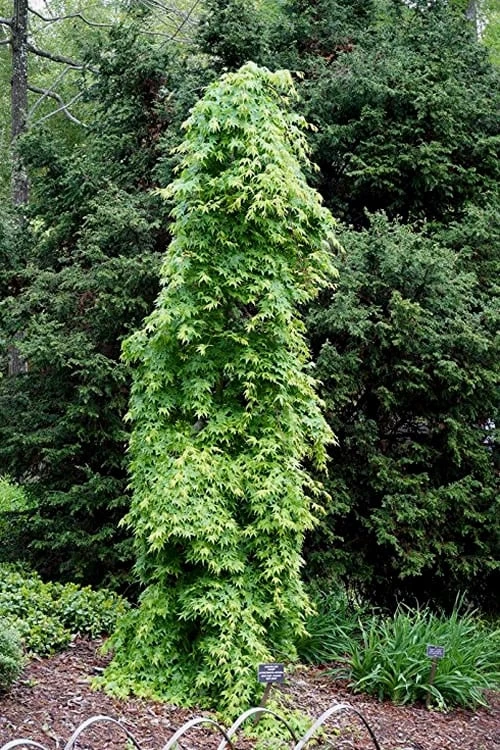 Ryusen Weeping Japanese Maple - 5 Gallon Pot - Image 7