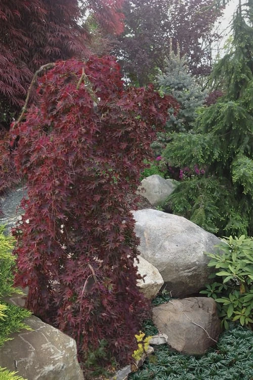 Ryusen Weeping Japanese Maple - 5 Gallon Pot - Image 5