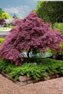 Tamukeyama Dwarf Red Japanese Maple - 2 Gallon Pot