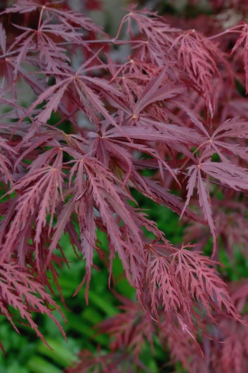 Tamukeyama Dwarf Red Japanese Maple - 5 Gallon Pot (High Grafted Tree Form) - Image 4