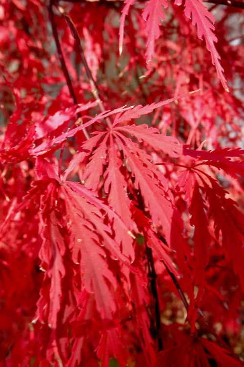 Tamukeyama Dwarf Red Japanese Maple - 5 Gallon Pot (High Grafted Tree Form) - Image 5
