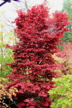 Twombly's Red Sentinel Japanese Maple - 1 Gallon Pot