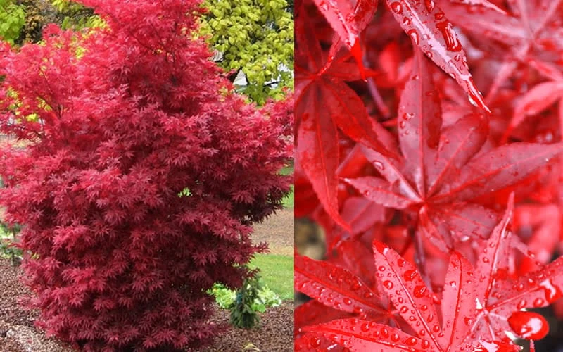 Twombly's Red Sentinel Japanese Maple - 1 Gallon Pot - Image 7