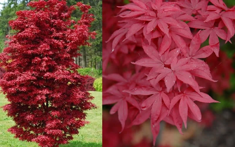 Twombly's Red Sentinel Japanese Maple - 1 Gallon Pot - Image 5