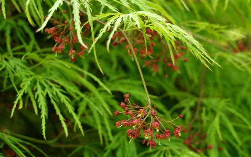 Viridis Dwarf Green Japanese Maple - 5 Gallon Pot - Image 7