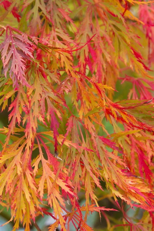 Viridis Dwarf Green Japanese Maple - 5 Gallon Pot - Image 9