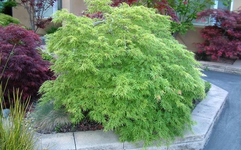 Viridis Dwarf Green Japanese Maple - 5 Gallon Pot - Image 10