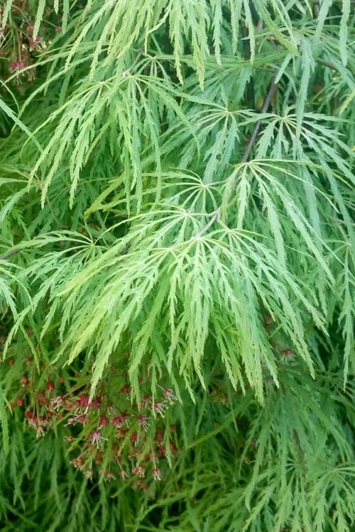 Viridis Dwarf Green Japanese Maple - 5 Gallon Pot - Image 8