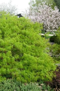 Viridis Dwarf Green Japanese Maple - 5 Gallon Pot