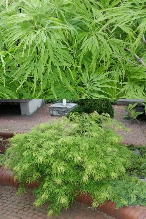 Viridis Dwarf Green Japanese Maple - 5 Gallon Pot - Image 4